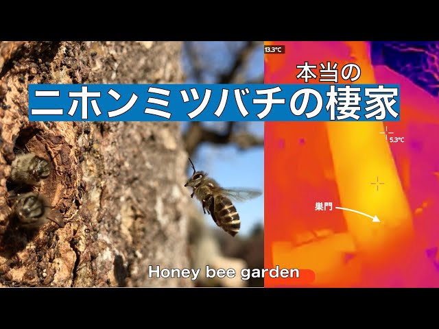 木の洞に入ったまま引っ越ししてもらいました ニホンミツバチ樹洞自然
