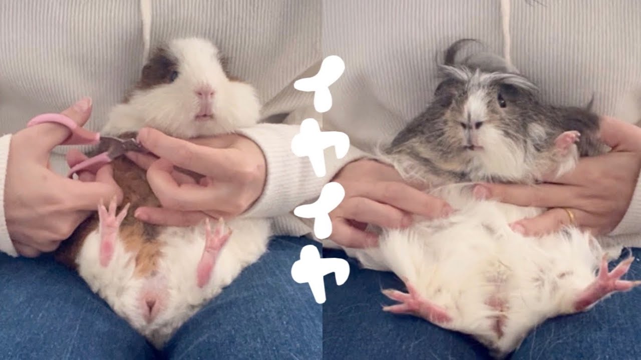 イヤイヤ期到来（音量大きめ推奨）【モルモットの爪切り】Guinea pig