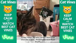 Funniest Cat Vines #114 - Updated September 13th, 2015