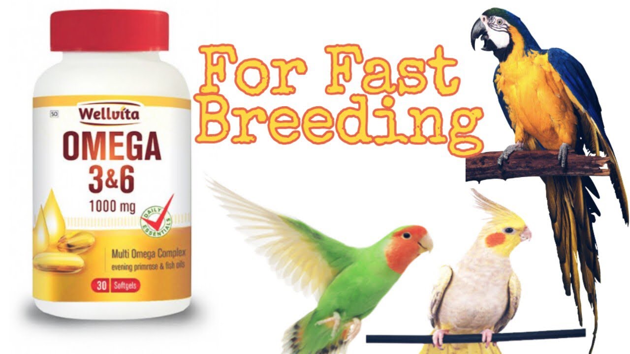 Omega 3&6 for fast breeding for all kind of birds, How to use YouTube