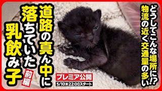 【子猫 保護】お母さんどこにいるの...道路の真ん中に落ちていた乳飲み子を保護しました【前編】