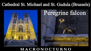 Peregrine falcon in the Cathedral of St. Michael and St. Gudula (Brussels)