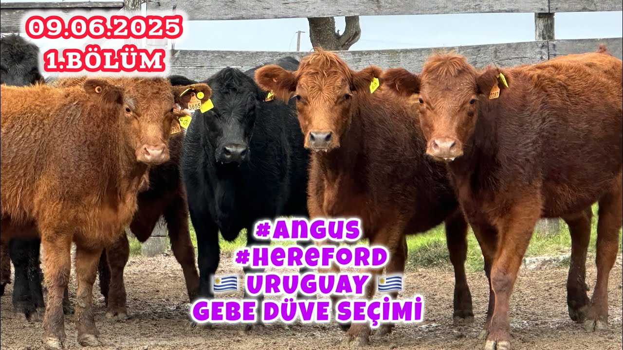 09.06.2025 URUGUAY ‘da #angus #gebedüve SEÇİMİNDEYİM.