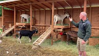 How to Build a Goat Shelter