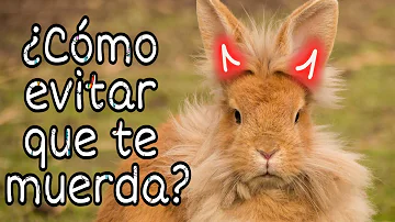 ¿Por qué los conejos te muerden la ropa?