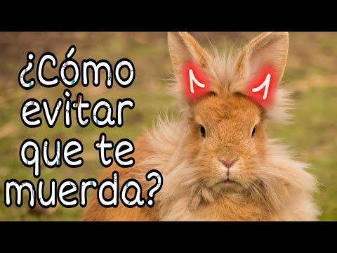 Video: Cómo Evitar Que Un Conejo Muerda