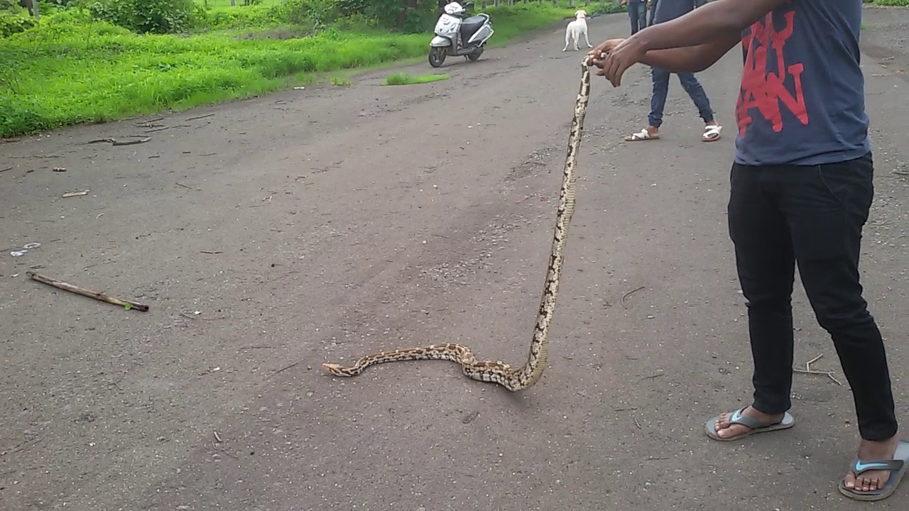 camera iphone 8 plus apk Rescued n released Rock python