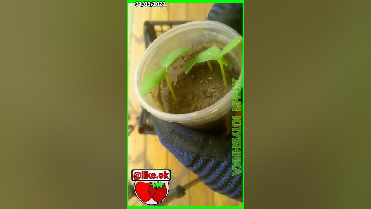 Можно подсыпать землю в рассаду огурцов. Насыпаем землю в стаканчик.