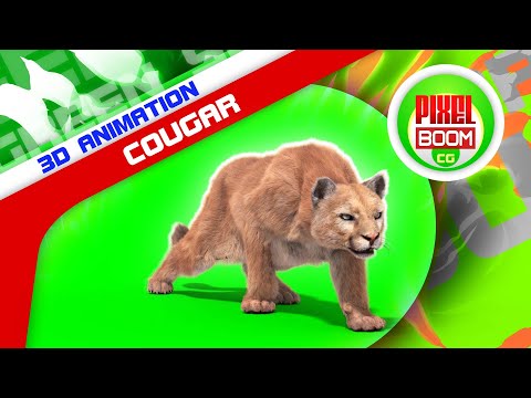 Green Screen Cougar Real Fur Animals 3D Animations PixelBoomCG