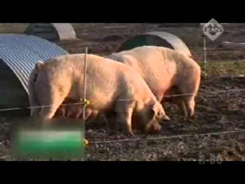 Video: Babi Babi: Bahaya Atau Faedah?