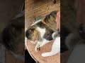 猫（アズキさん）をブラッシング