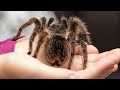 Segurei um INSETO PERIGOSO | HUNTING DANGEROUS INSECT