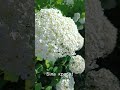Гортензії #життя #flowers #натхнення #гармонія