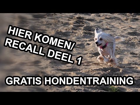 Video: Hoe Om U Hond Se Naels Te Knip