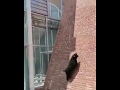 [ Crazy Goats ] Spider goats climbing a wall as never seen before