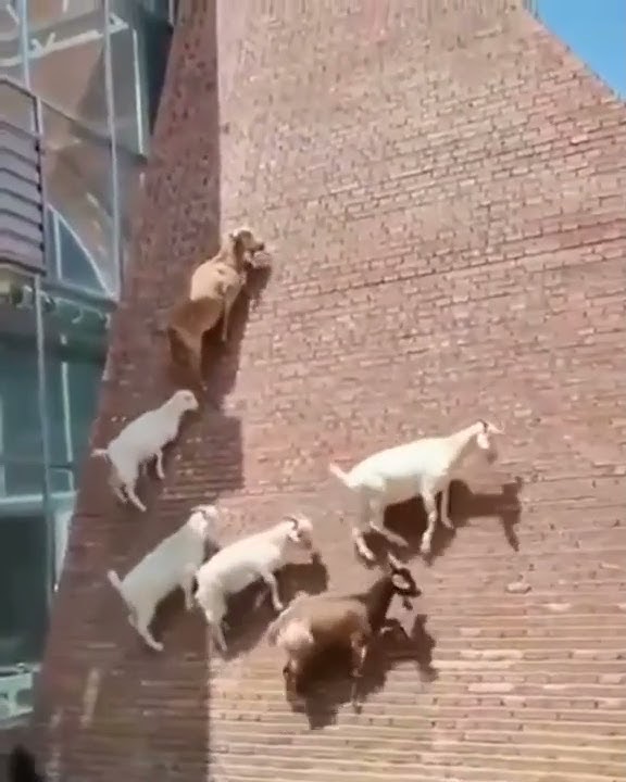 [ Crazy Goats ] Spider goats climbing a wall as never seen before