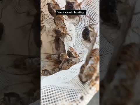 cicadas caught in
