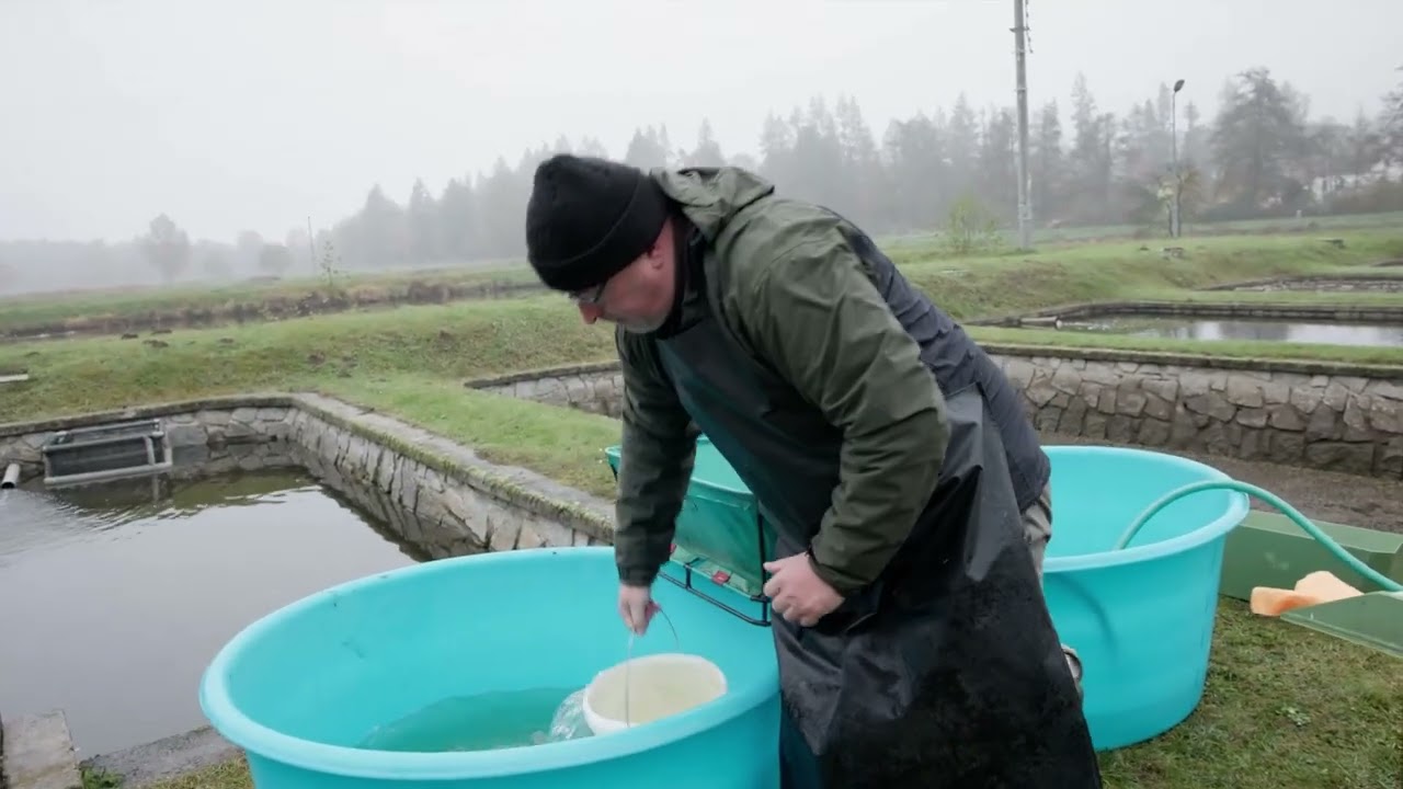 Anestezie generačních ryb při umělém výtěru pstruha obecného