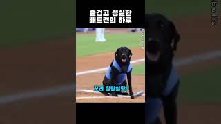 야구장의 슈퍼스타 배트견의 하루 #배트견 #강아지