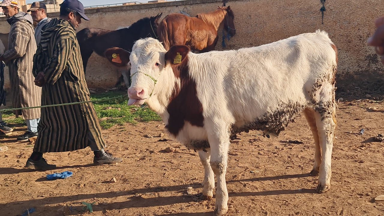 فصباح خميس فسوق تاوجطات 2026/2/26 لحوالى وبقرات ونعجة وعجول وعجلات 