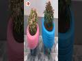 Unique plant pot from car tire #shorts #craftideas #flowerpots #flowervase #cementideas