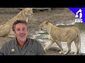 Lion Eats GoPro! AWC Diaries