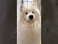 ヨーグルト好きなかわい子ちゃんが現れた！ #サモエド #samoyed #癒し