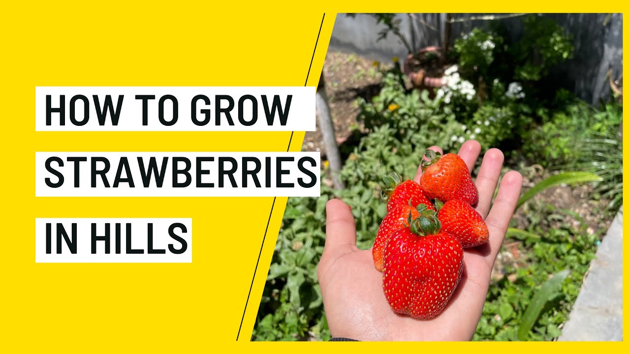 How to grow Strawberries in Himachal Pradesh YouTube
