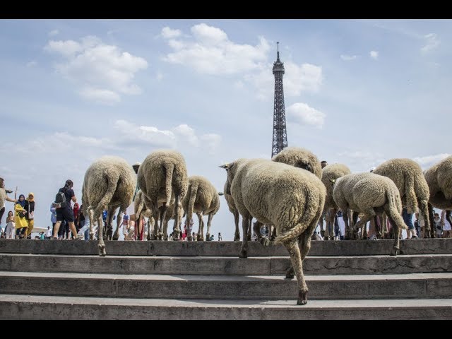 قطيع من الخرفان في رحلة وسط باريس!