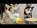 REACCIÓN DE MI PERRO cuando tiene que pagar su comida REACCIÓN comiendo pasta por primera vez (ASMR)