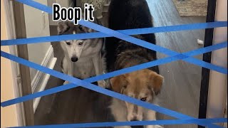 Dogs Try Painters Tape Challenge