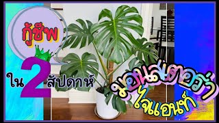 มอนสเตอร่า ไจแอนท์ จากพังให้ปังสวย | How to grow monstera giant @saysos2x