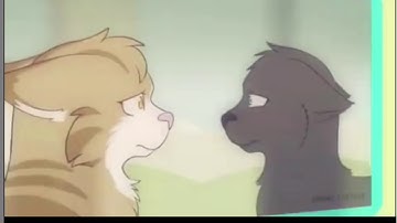 || leafpool x crowfeather edit ||