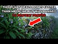 This Plant Heals Bones Faster Than Medicine But Was Banned To Protect Profits
