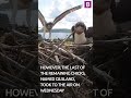 All of 2023's 11 Kielder osprey chicks successfully take flight in this spectacular footage 🦅