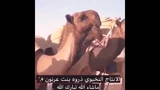 ذروه بنت عرنون ل الشيخ رجل الاعمال/قعيد الشلاحي المطيري