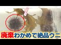 【なんとエサ費用ゼロ】廃棄わかめでウニ養殖に成功