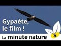 GYPAETE, LE FILM ! (No 118)