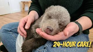 Two Tiny Bear Cubs Fight To Survive After Losing Their Mother