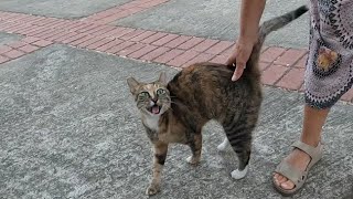 Cat with the white paws wants me to pet it with its cute meow