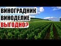 Виноград и виноделие как бизнес. Выгодно? С чего начинать