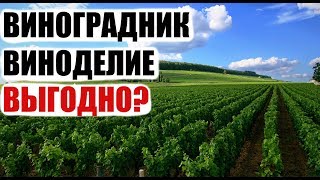 Виноград и виноделие как бизнес. Выгодно? С чего начинать