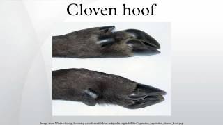 Cloven hoof