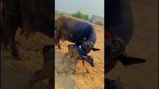 Download Lagu Mother buffalo giving birth🐂| Baby buffalo | Calf. #shorts #birth #buffalodelivery #calf MP3