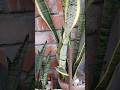 In Search of low maintenance plants? grouw snake plants and be happy 🖤🤗
