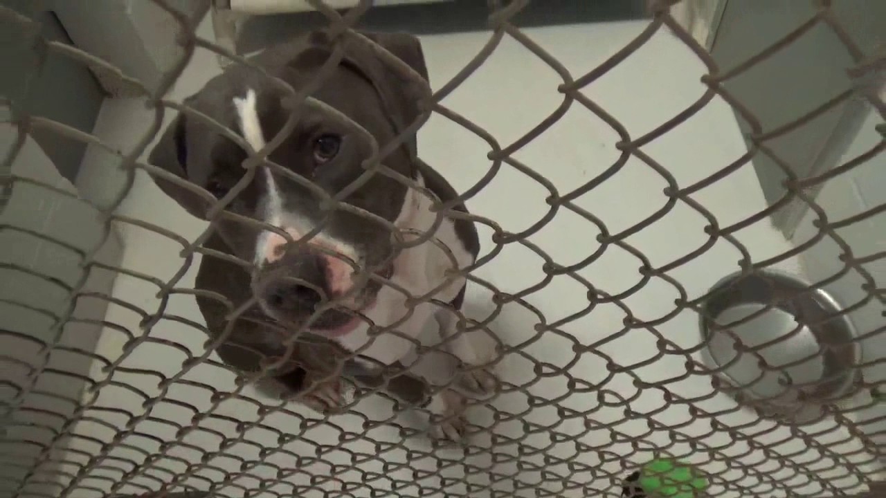 My volunteering at league city animal shelter december 31 2016 youtube