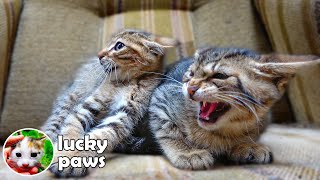 2 Angry Feral Kittens Hiss But Become Calmest Kittens in the World When Seeing Food  Lucky Paws