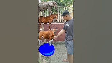 Ballon Dan Hewan Pilih Mana 🐎🐴🐯 #shorts #viral #fyp