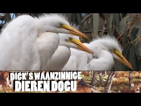 Dick's Waanzinnige Dieren Docu - Reiger nieuws uit de natuur wind
