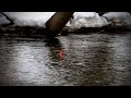 Late Winter Steelhead Bobber Downs - with Addicted Fishing